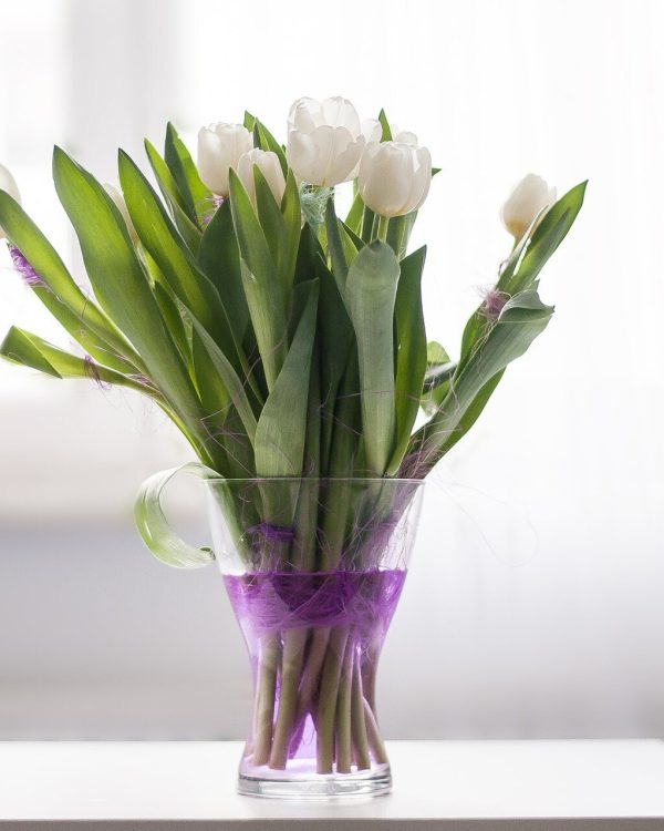 توليب أبيض في مزهرية زجاجية مربوطة بشريط بنفسجي